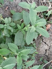 Marrubium peregrinum