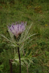 Cirsium obvallatum