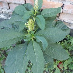 Phytolacca acinosa