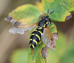 Chrysotoxum festivum