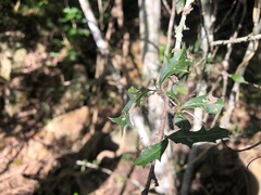 Alectryon diversifolius