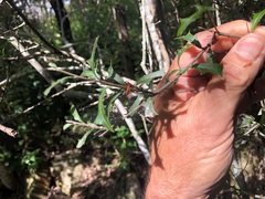 Alectryon diversifolius