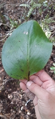 Griselinia lucida
