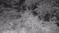 Nyctereutes procyonoides