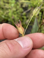 Pterogastra divaricata