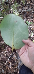 Griselinia lucida