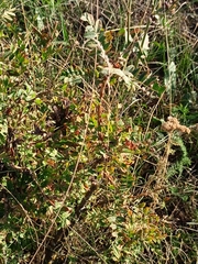 Caragana arborescens