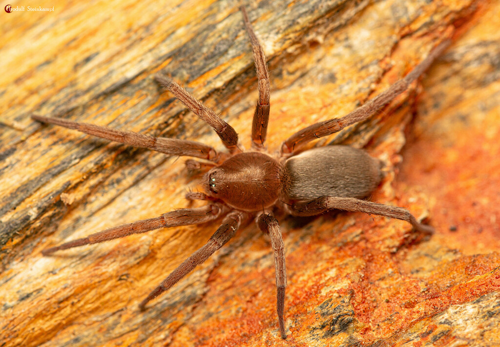 Theuma capensis