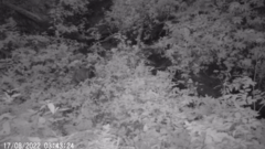 Nyctereutes procyonoides