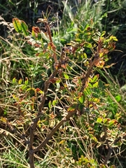 Caragana arborescens