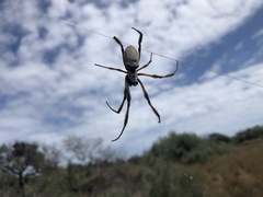 Trichonephila edulis