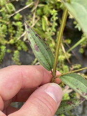 Pterogastra divaricata