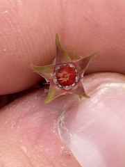 Pterogastra divaricata