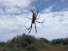 Trichonephila edulis