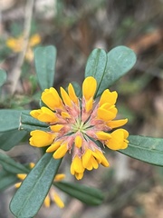 Pultenaea