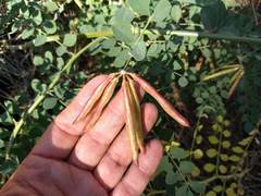Hosackia crassifolia crassifolia