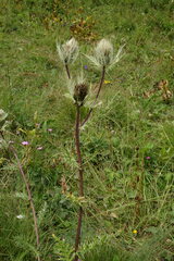 Cirsium obvallatum