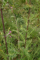 Cirsium obvallatum