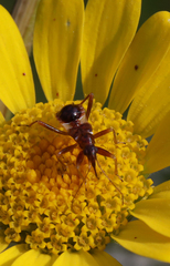 Himacerus mirmicoides