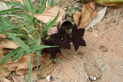Orbea melanantha