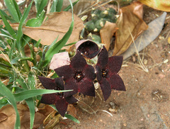 Orbea melanantha