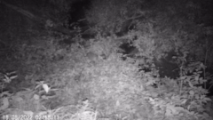 Nyctereutes procyonoides