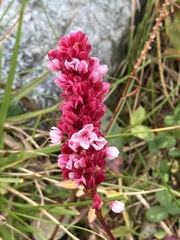 Bistorta amplexicaulis