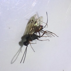 Aulacidae