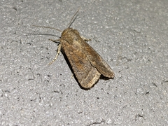 Abagrotis