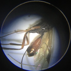 Aulacidae