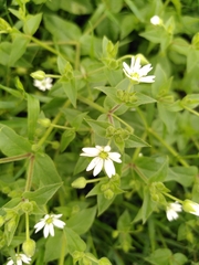 Stellaria aquatica