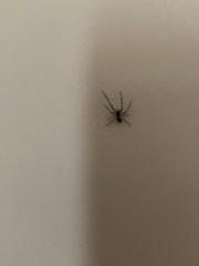 Steatoda nobilis