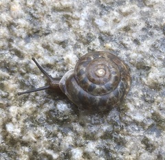 Helicigona lapicida
