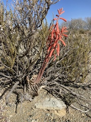 Gonialoe variegata