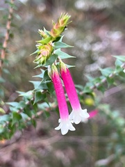 Epacris longiflora
