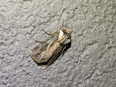 Agrotis venerabilis