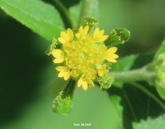 Sigesbeckia pubescens