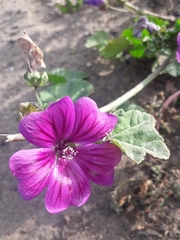 Malva sylvestris mauritiana