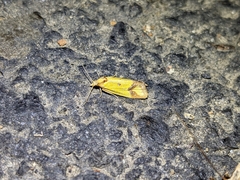 Agapeta zoegana