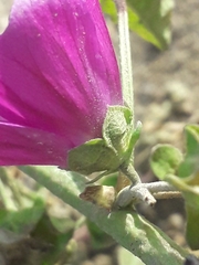 Malva sylvestris mauritiana