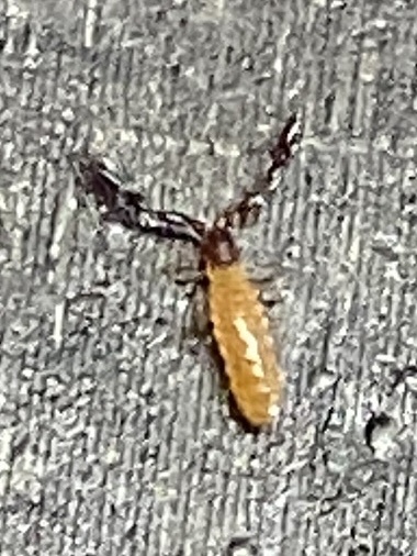 Austrohorus