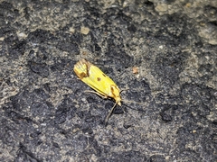 Agapeta zoegana