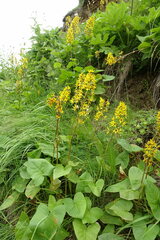 Ligularia subsagittata