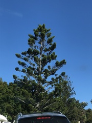 Eutacta
