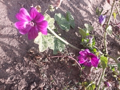 Malva sylvestris mauritiana