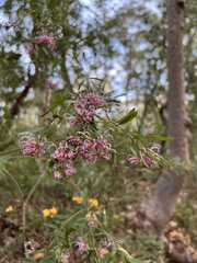 Grevillea sericea