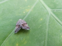 Ricania speculum