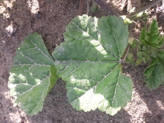 Malva sylvestris mauritiana