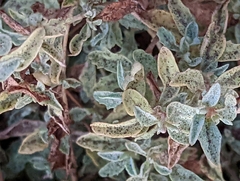 Atriplex semibaccata