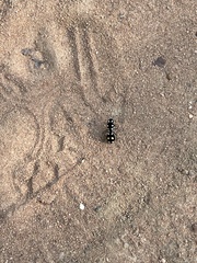 Hoplomutilla